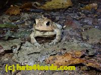 /home//u458753944/public_html/sourcegallery////////////////////////////////////////////////McKaig Nature Center/2020-10-11/PA110719.JPG